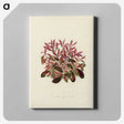 1-28_New-and-Rare-Beautiful-Leaved-Plants_canvas