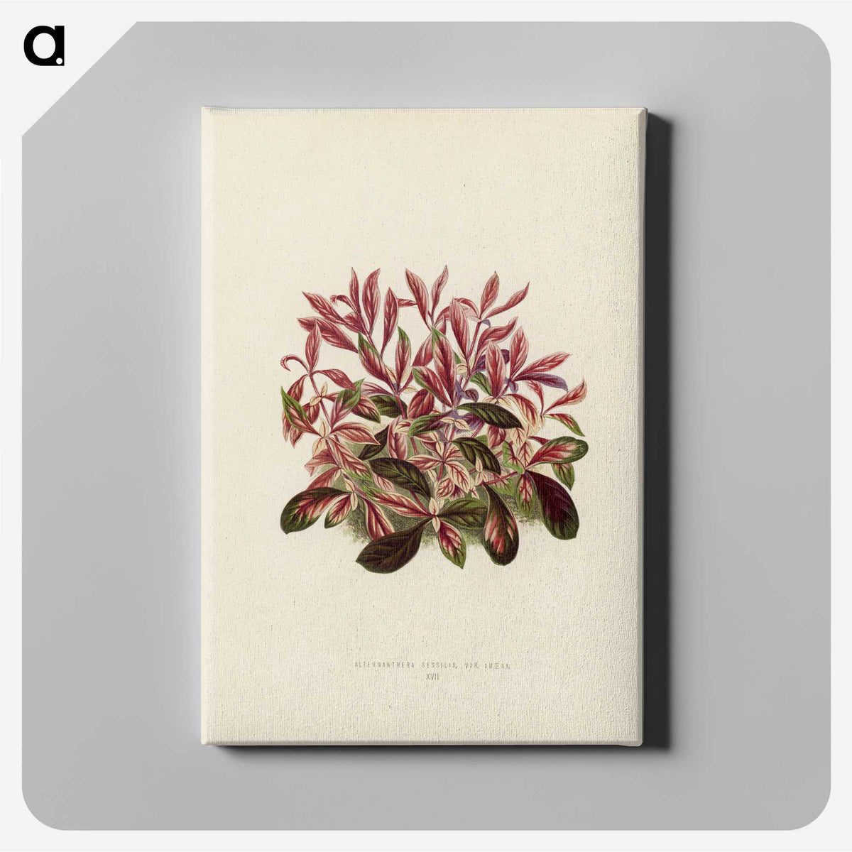 1-28_New-and-Rare-Beautiful-Leaved-Plants_canvas