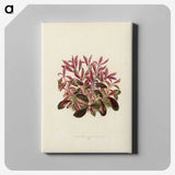 1-28_New-and-Rare-Beautiful-Leaved-Plants_canvas