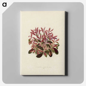 1-28_New-and-Rare-Beautiful-Leaved-Plants_canvas