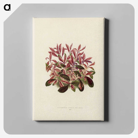 1-28_New-and-Rare-Beautiful-Leaved-Plants_canvas