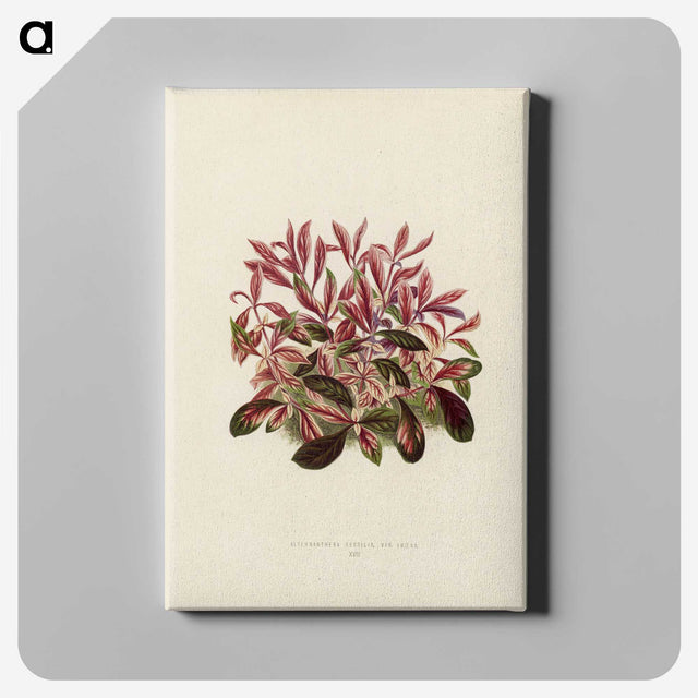 1-28_New-and-Rare-Beautiful-Leaved-Plants_canvas