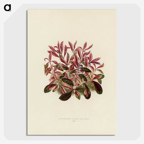 1-28_New-and-Rare-Beautiful-Leaved-Plants_picture-crop