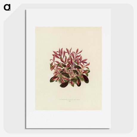 1-28_New-and-Rare-Beautiful-Leaved-Plants_picture