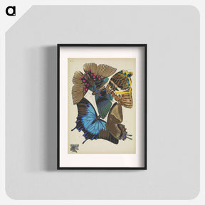 アートポスター-Vintage Butterflies
 - パピヨン Poster.