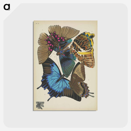 アートポストカード-Vintage Butterflies
 - パピヨン Postcard.