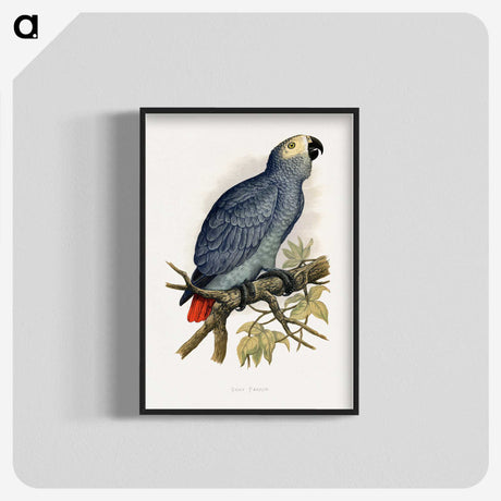 1-28_Parrots-in-Captivity_blk-crop