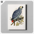 1-28_Parrots-in-Captivity_canvas