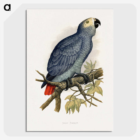 1-28_Parrots-in-Captivity_picture-crop