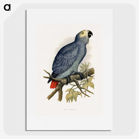 1-28_Parrots-in-Captivity_picture