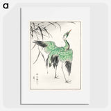 アートポスター-Demoiselle Crane and Reed
 - 鳥類図鑑 Poster.