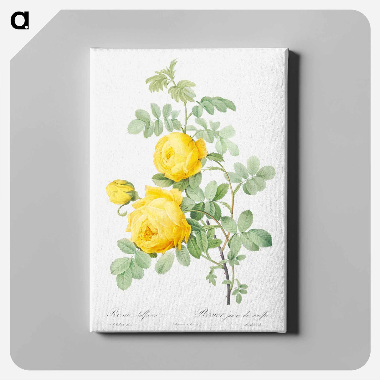アートパネル-Rosa hemisphaerica - ピエール ジョゼフ ルドゥーテ Canvas.