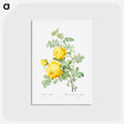 アートポストカード-Rosa hemisphaerica - ピエール ジョゼフ ルドゥーテ Postcard.