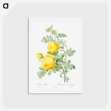 アートポストカード-Rosa hemisphaerica - ピエール ジョゼフ ルドゥーテ Postcard.