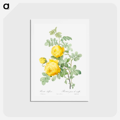 アートポストカード-Rosa hemisphaerica - ピエール ジョゼフ ルドゥーテ Postcard.