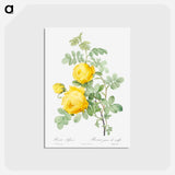 アートポストカード-Rosa hemisphaerica - ピエール ジョゼフ ルドゥーテ Postcard.