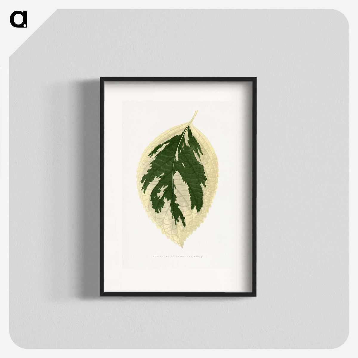 1-28_Plants-with-Colored-Foliage_blk