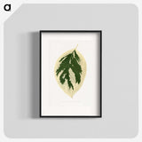 1-28_Plants-with-Colored-Foliage_blk