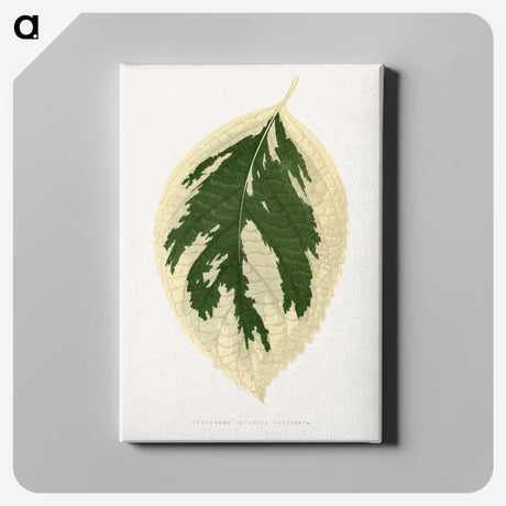 1-28_Plants-with-Colored-Foliage_canvas