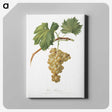 1-28_Pomona-Italiana_canvas