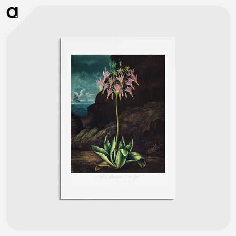 アートポストカード-American Cowslip
 - ロバート ジョン ソーントン Postcard.