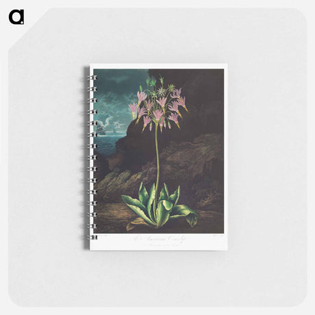 アートメモ帳-American Cowslip
 - ロバート ジョン ソーントン Memo.