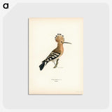 1-28_Svenska-Faglar_postcard