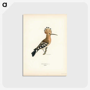1-28_Svenska-Faglar_postcard