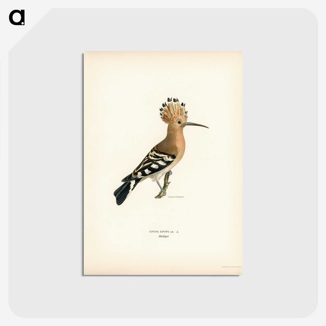 1-28_Svenska-Faglar_postcard