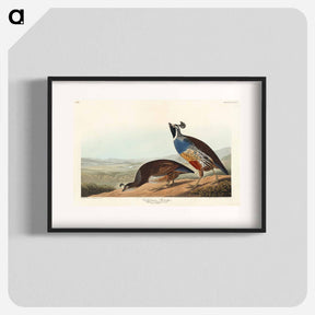 アートポスター-California Partridge
 - アメリカの鳥たち Poster.