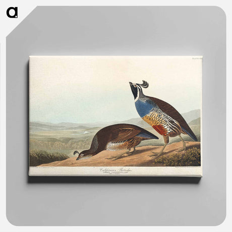 アートパネル-California Partridge
 - アメリカの鳥たち Canvas.