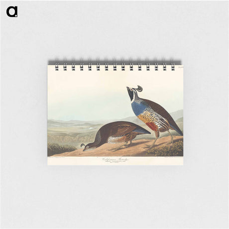 アートメモ帳-California Partridge
 - アメリカの鳥たち Memo.