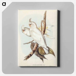 アートパネル-Blood-stained Cockatoo
 - オーストラリアの鳥 Canvas.