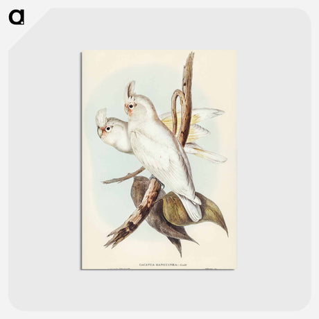 アートポストカード-Blood-stained Cockatoo
 - オーストラリアの鳥 Postcard.