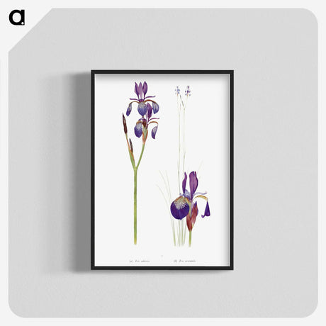 1-28_The-Genus-Iris_blk-crop