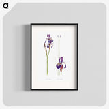 1-28_The-Genus-Iris_blk