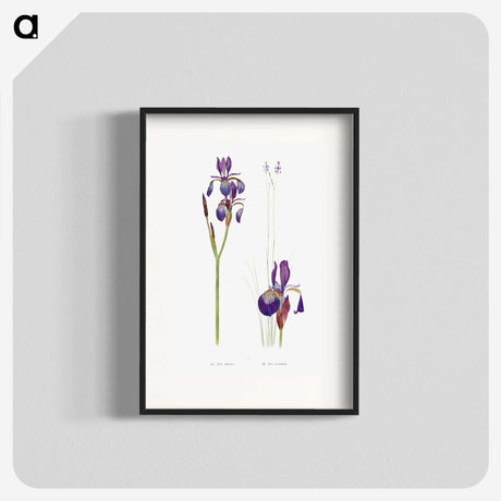 1-28_The-Genus-Iris_blk