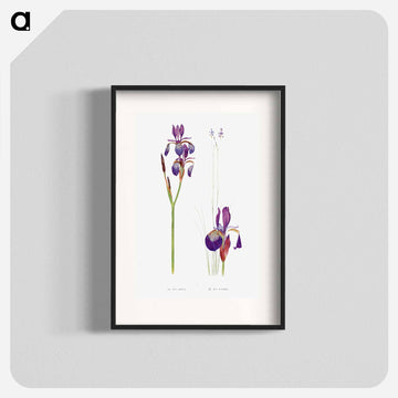 Iris Sibirica and Iris Orientalis from The Genus Iris
 - アヤメ属 Poster.