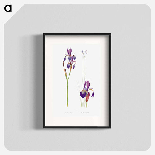 Iris Sibirica and Iris Orientalis from The Genus Iris
 - アヤメ属 Poster.