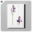 1-28_The-Genus-Iris_canvas