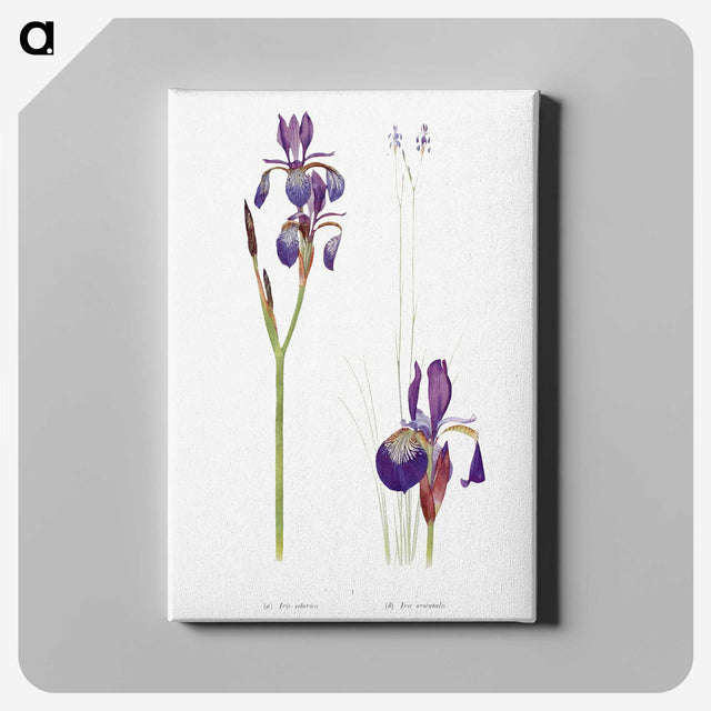 1-28_The-Genus-Iris_canvas
