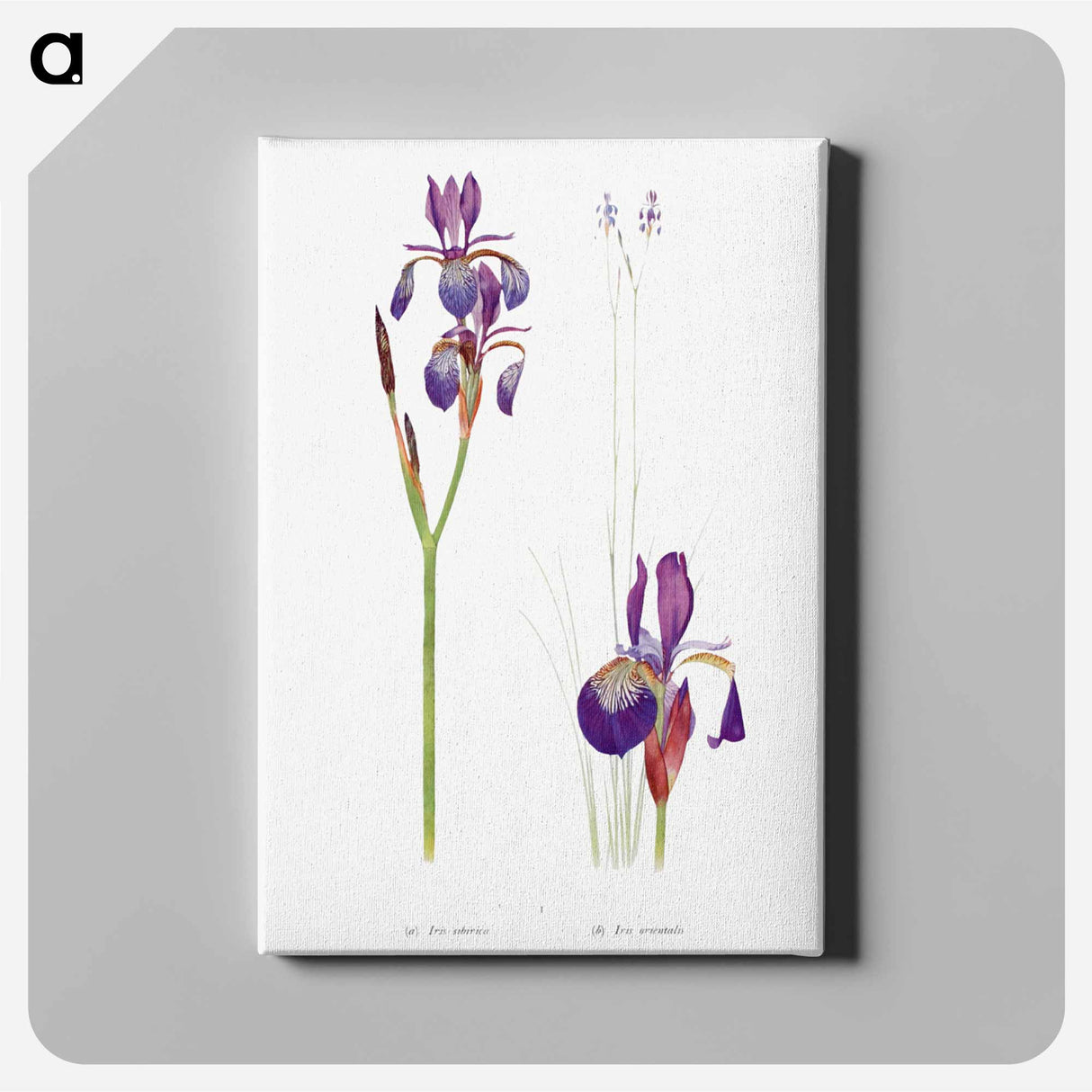 アートパネル-Iris Sibirica and Iris Orientalis from The Genus Iris
 - アヤメ属 Canvas.