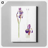 アートパネル-Iris Sibirica and Iris Orientalis from The Genus Iris
 - アヤメ属 Canvas.