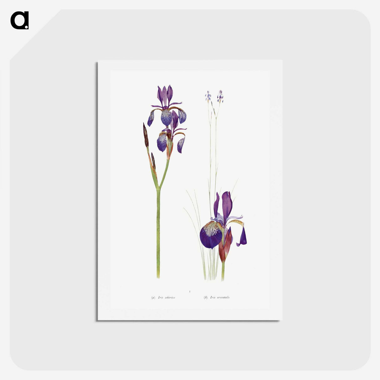 1-28_The-Genus-Iris_hagaki