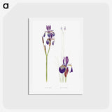 1-28_The-Genus-Iris_hagaki