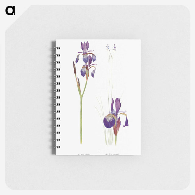 1-28_The-Genus-Iris_memo