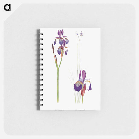 アートメモ帳-Iris Sibirica and Iris Orientalis from The Genus Iris
 - アヤメ属 Memo.