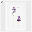 1-28_The-Genus-Iris_picture
