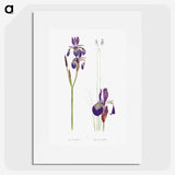 1-28_The-Genus-Iris_picture