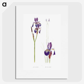 1-28_The-Genus-Iris_picture